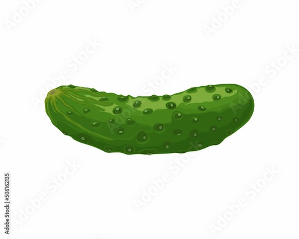 Fototapeta Green cucumber. Image of a ripe green cucumber. Green vegetarian product. Vector illustration isolated on a white background
