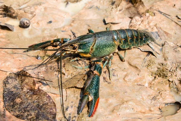 Fototapeta Crayfish
