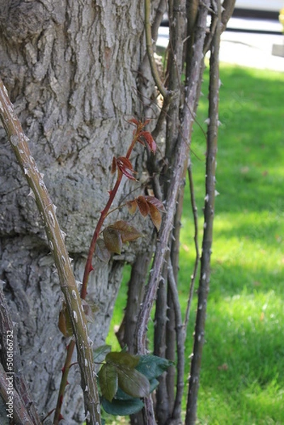 Obraz green forest trees backgrounds