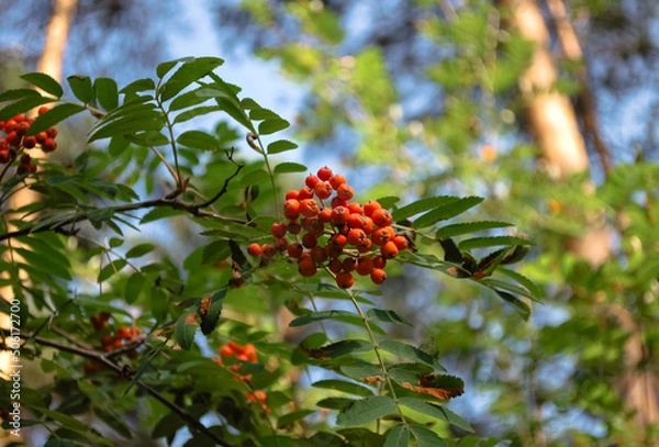 Fototapeta Clusters of ripe rowan berries on a branch with green leaves in the forest