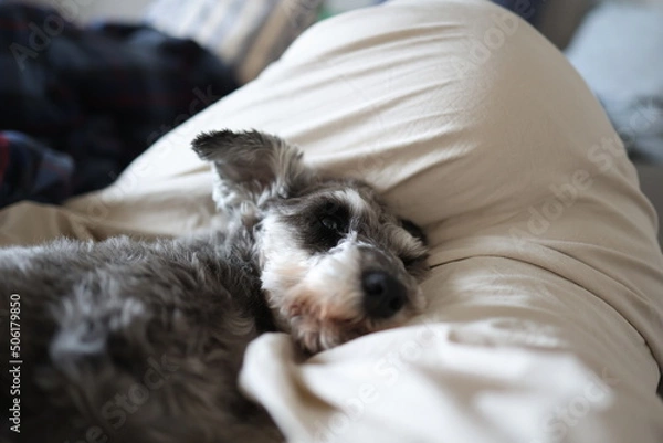 Obraz 股に挟まれて寝るミニチュアシュナウザー
