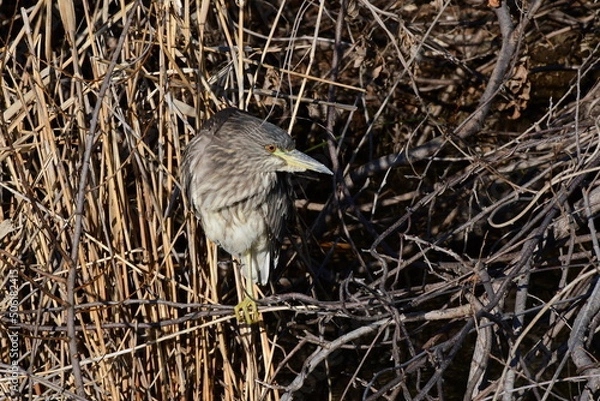 Obraz 枝を掴み佇むゴイサギ幼鳥
