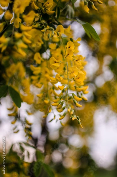 Fototapeta acacia is a large tree with a pleasant white or yellow color that attracts insects