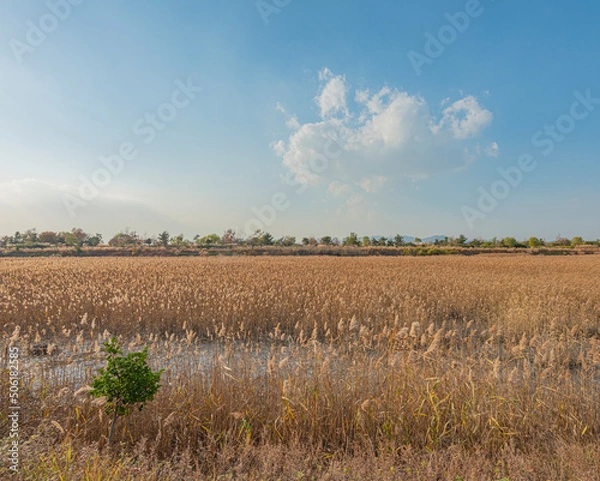 Obraz 부산 을숙도