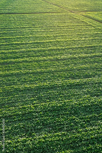 Obraz 대저생태공원