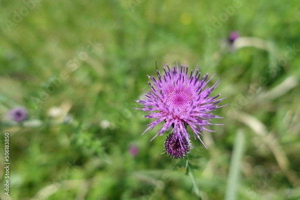 Obraz アザミの花