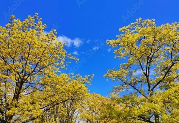 Obraz yellow tree in spring