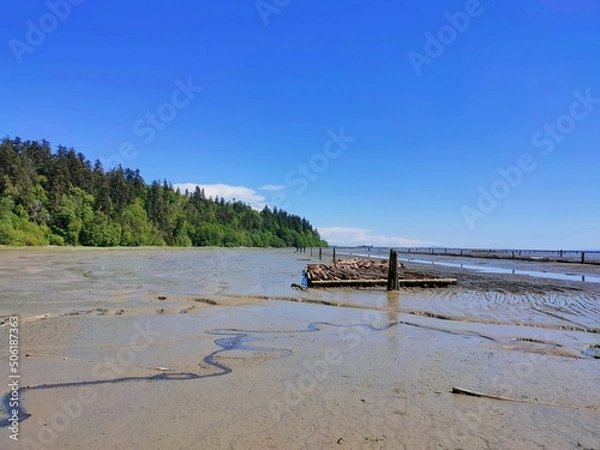 Obraz Weathered tree trunks at the beach