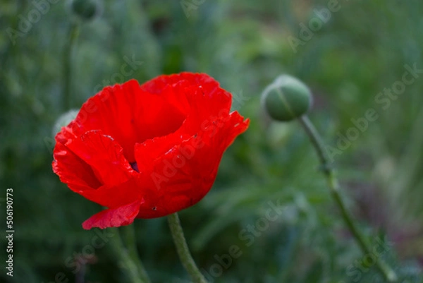 Obraz red poppy flower