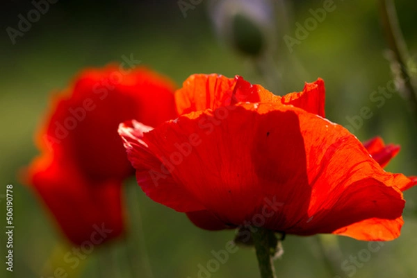 Obraz red poppy flower