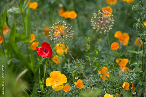 Obraz orange and yellow flowers