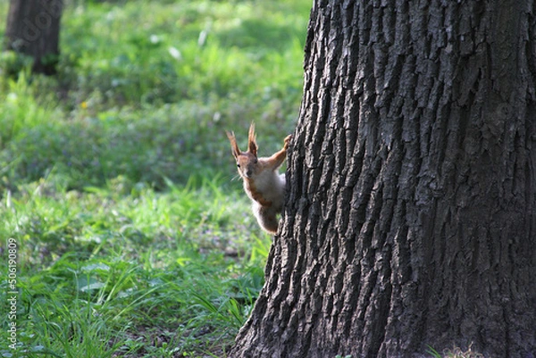 Obraz squirrel on a tree