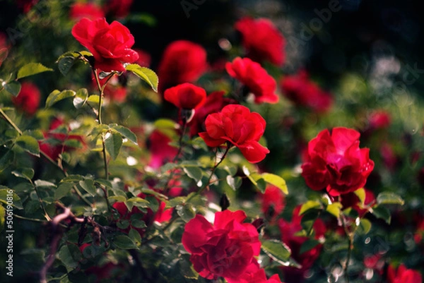 Obraz red rose bush