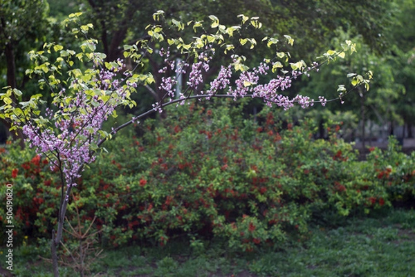 Obraz flowers in the park
