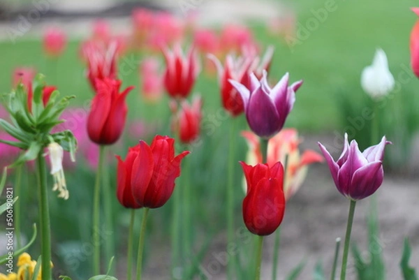 Obraz red tulips in the garden