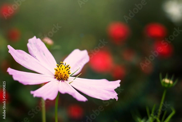 Obraz pink cosmos flower
