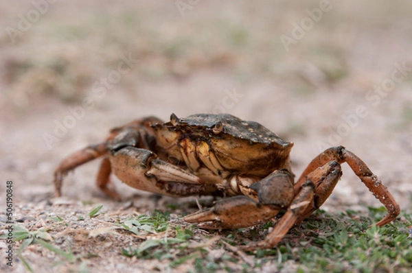 Fototapeta crab beach