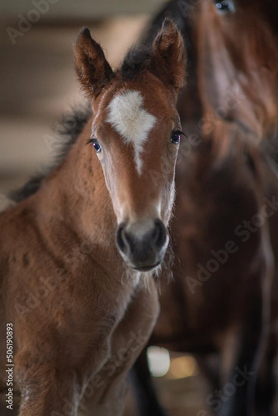 Fototapeta Portrait of a beautiful thoroughbred horse in the stable. Artistic noise.