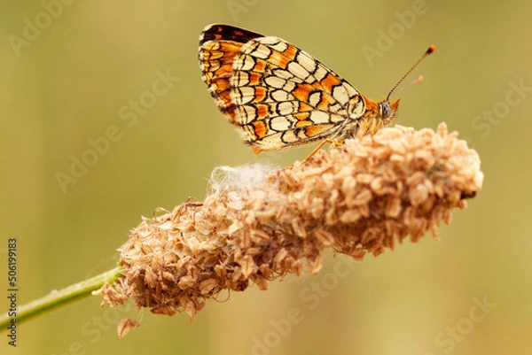 Obraz Little butterfly resting