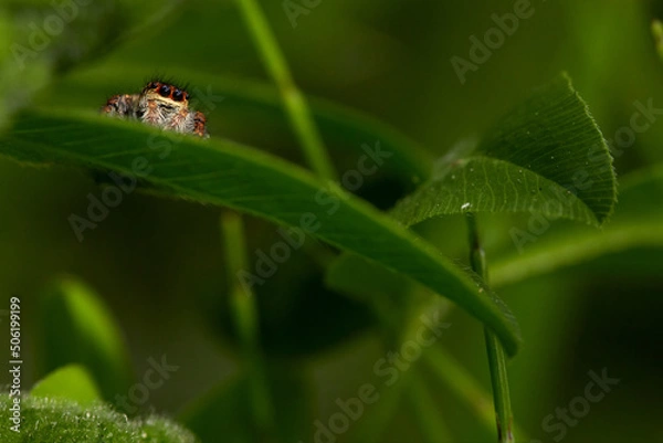 Obraz Little jumping spider spying