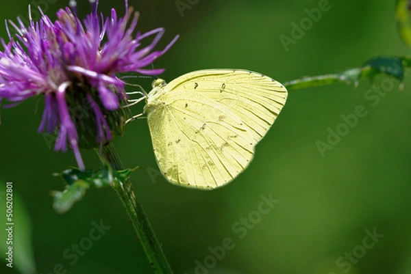 Obraz 吸蜜するキチョウ