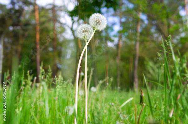 Obraz Intertwined dandelions in the forest