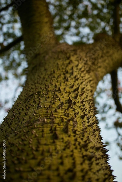Obraz Tree trunk. Spiny tree bark.  