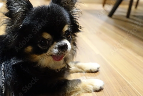 Obraz 舌を出すチワワ