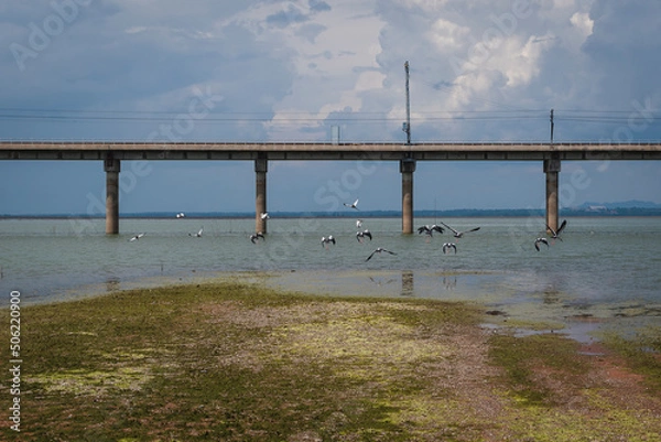 Fototapeta bird abd bridge over the river,floating train tracks, railroad tracks