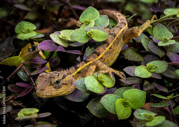 Obraz lizard in the foliage