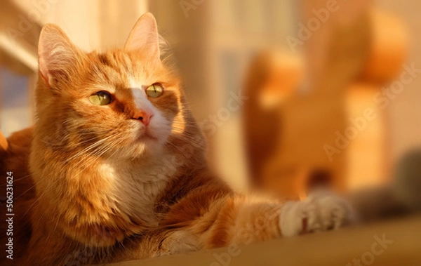Fototapeta Ginger domestic cat relaxing in the sunlight on the balcony window