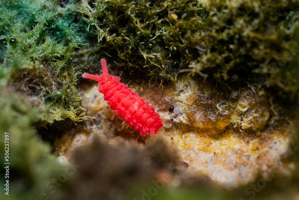 Fototapeta Springtail in it's natural habitat