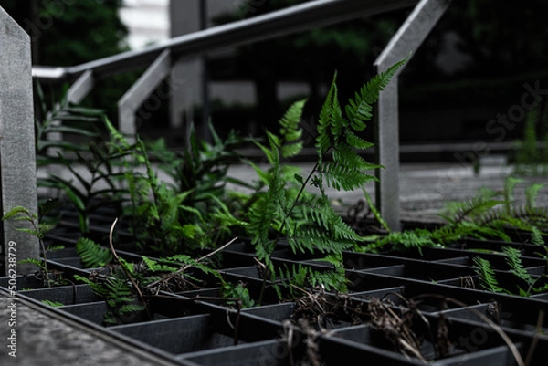 Obraz 街の通りの端に生えている緑の葉