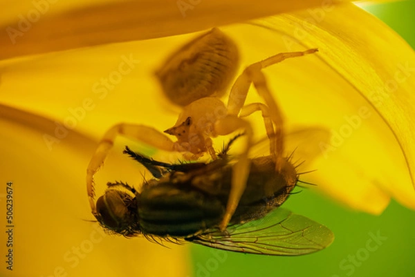 Fototapeta spider with it's prey on yellow flower