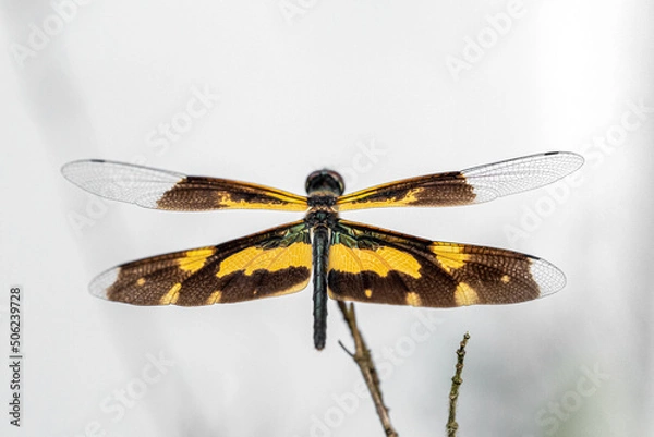 Obraz dragonfly on a branch