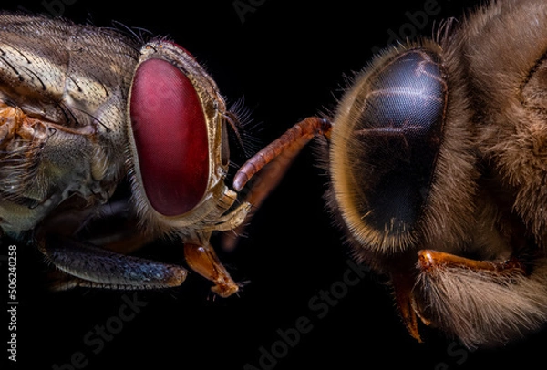 Fototapeta close up of a fly and a bee