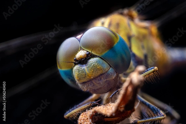 Fototapeta close up of a dragonfly