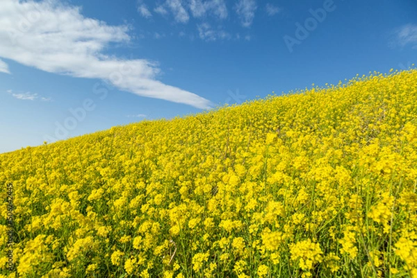 Fototapeta 目に映える春の菜の花畑
