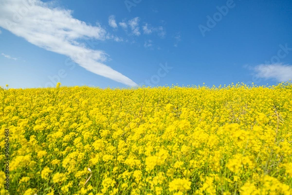 Obraz 目に映える春の菜の花畑