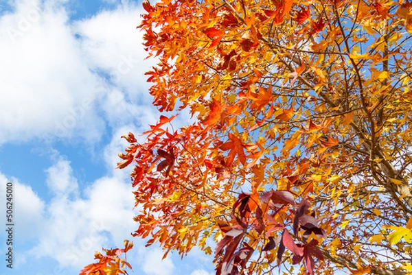 Obraz 青空に映えるモミジバフウの紅葉