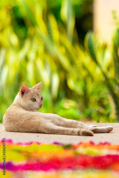 Fototapeta Cat lying down in the garden