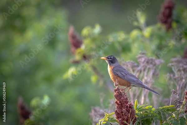 Obraz American Robin