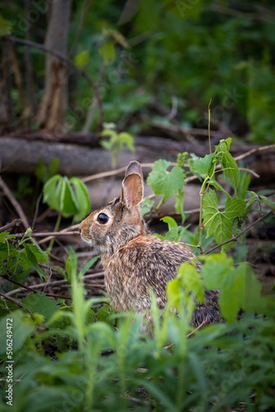 Obraz Cottontail Rabbit