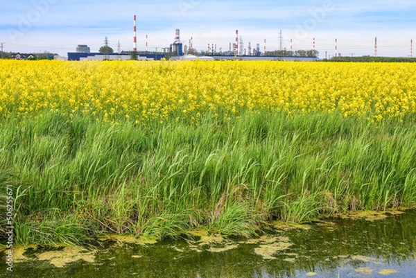 Fototapeta rape field and refinery in the background, beautiful spring landscape