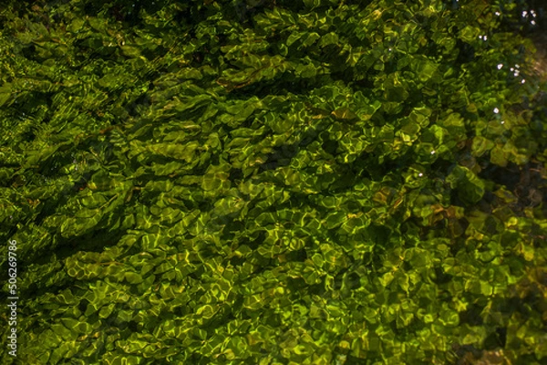 Fototapeta Green algae under clear water. Texture of flooded algae underwater in a stream. Clear water with highlights and ripples. Texture of clear water.