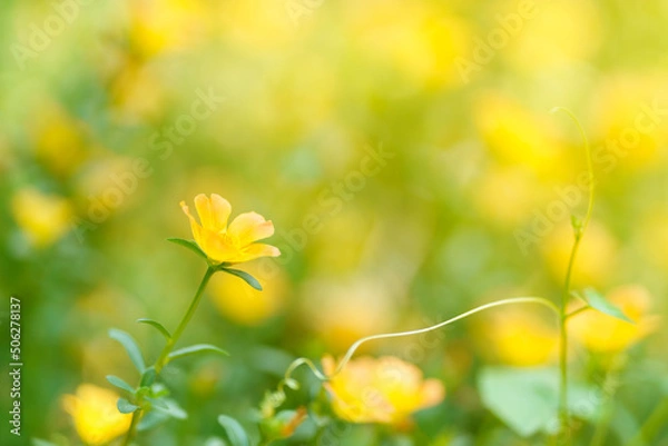 Obraz Closeup of yellow flower under sunlight with copy space using as background natural plants landscape, ecology wallpaper cover page concept.