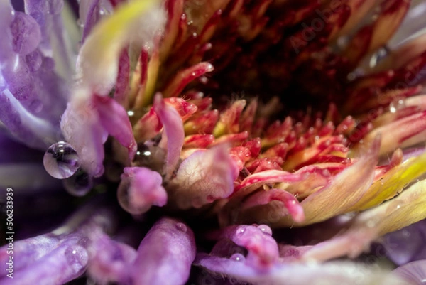 Fototapeta Macro of a clematis-blossom in various colors
