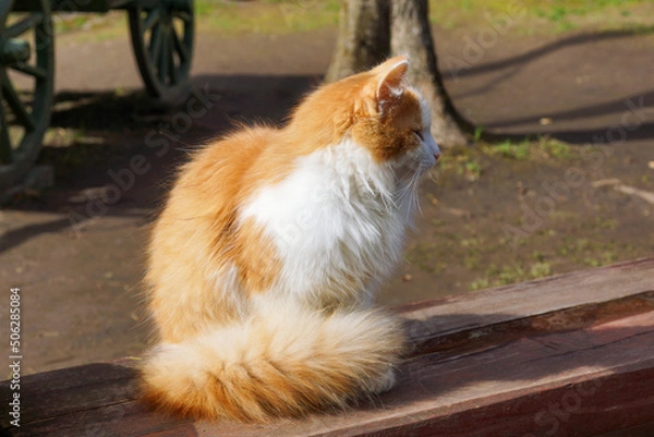 Fototapeta a red-haired cat on a sunny day