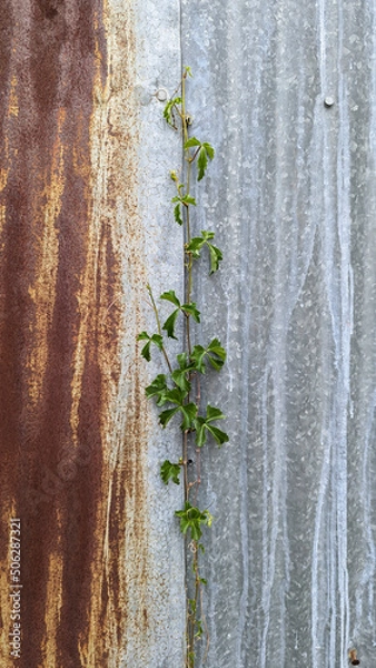 Obraz vine grows between rustic stell walls