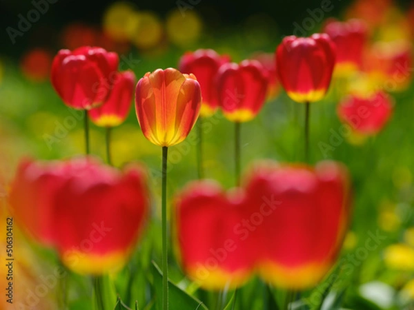 Fototapeta チューリップ